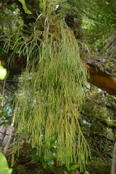 Phlegmariurus billardierei. Pendulous epiphytic plant with stems dividing dichotomously many times.
 Image: L.R. Perrie © Leon Perrie CC BY-NC 4.0